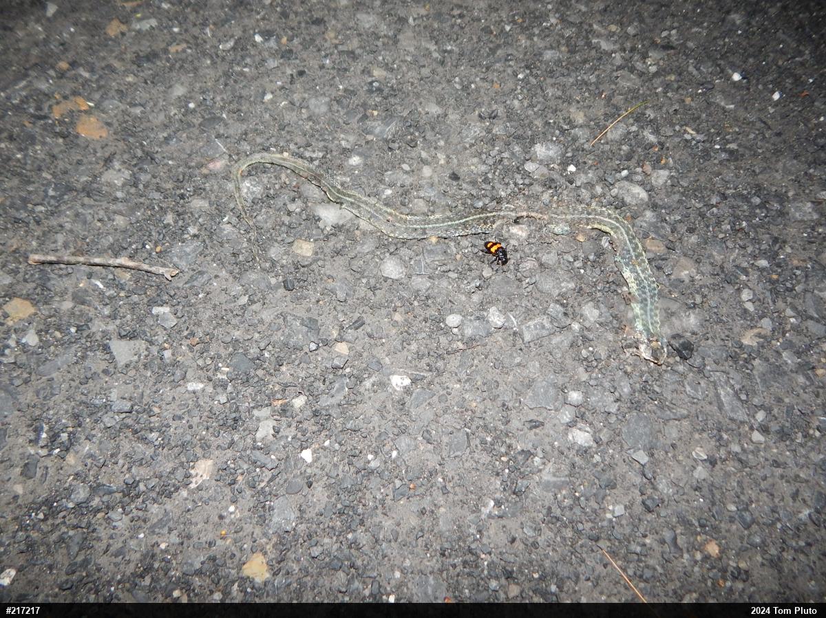 Eastern Gartersnake