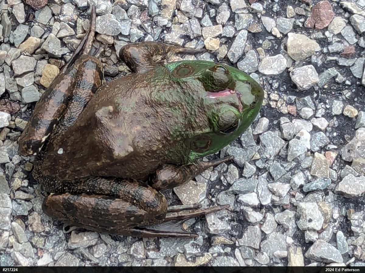 American Bullfrog