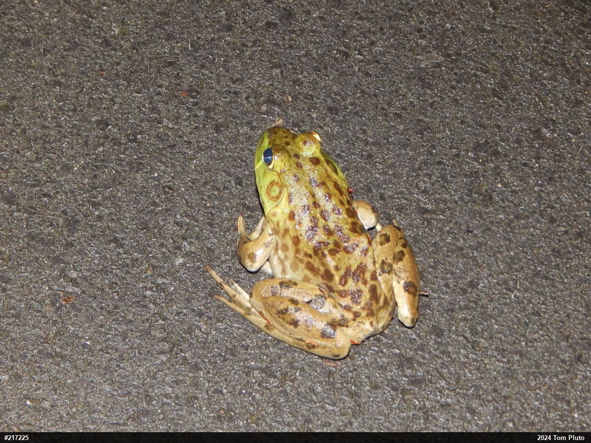 American Bullfrog