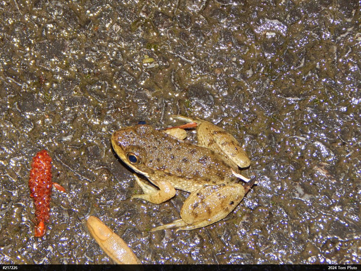 Green Frog