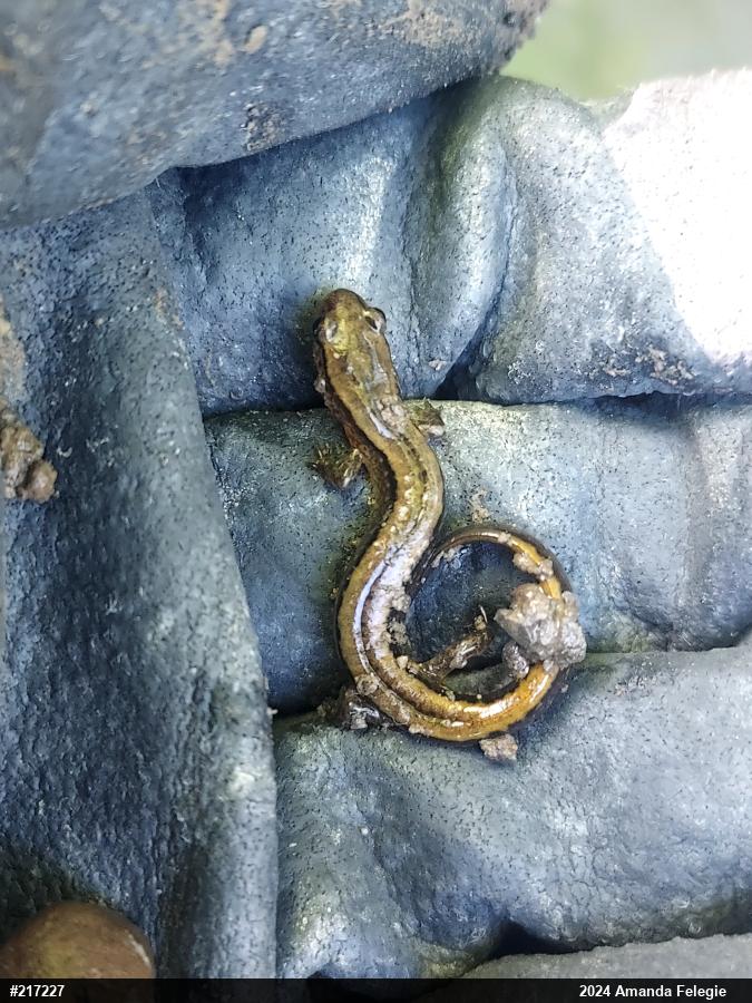 Northern Two-lined Salamander