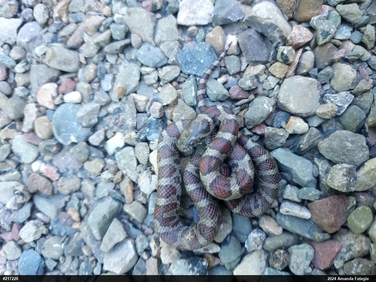 Eastern Milksnake