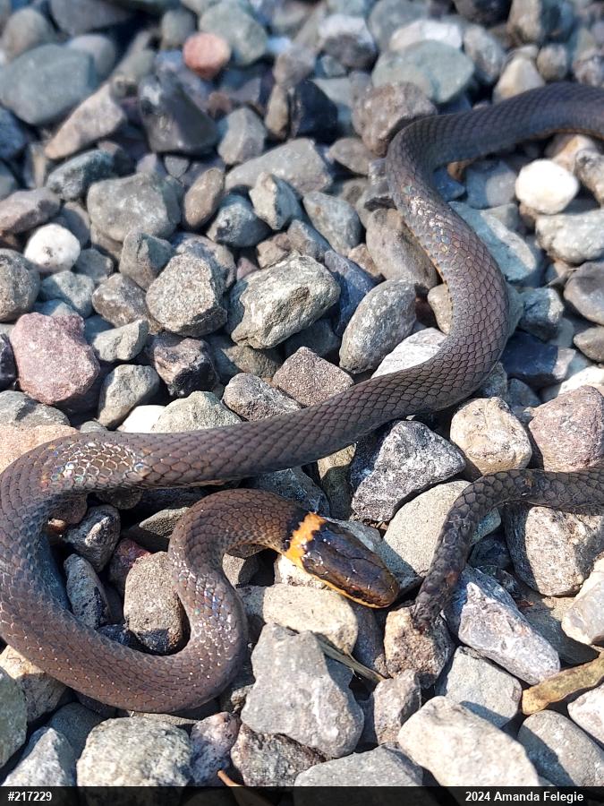 Northern Ring-necked Snake
