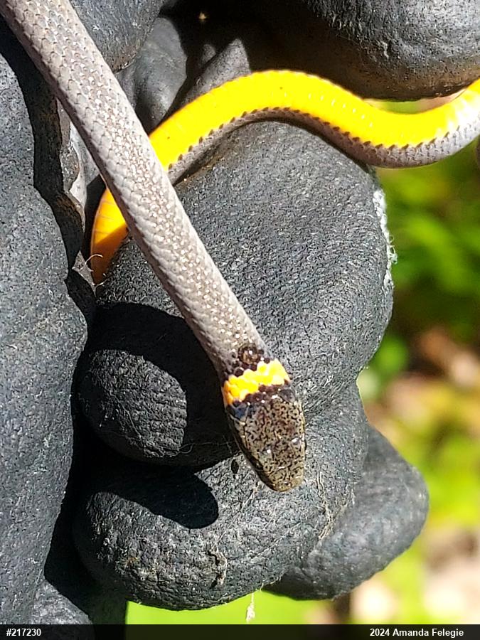 Northern Ring-necked Snake