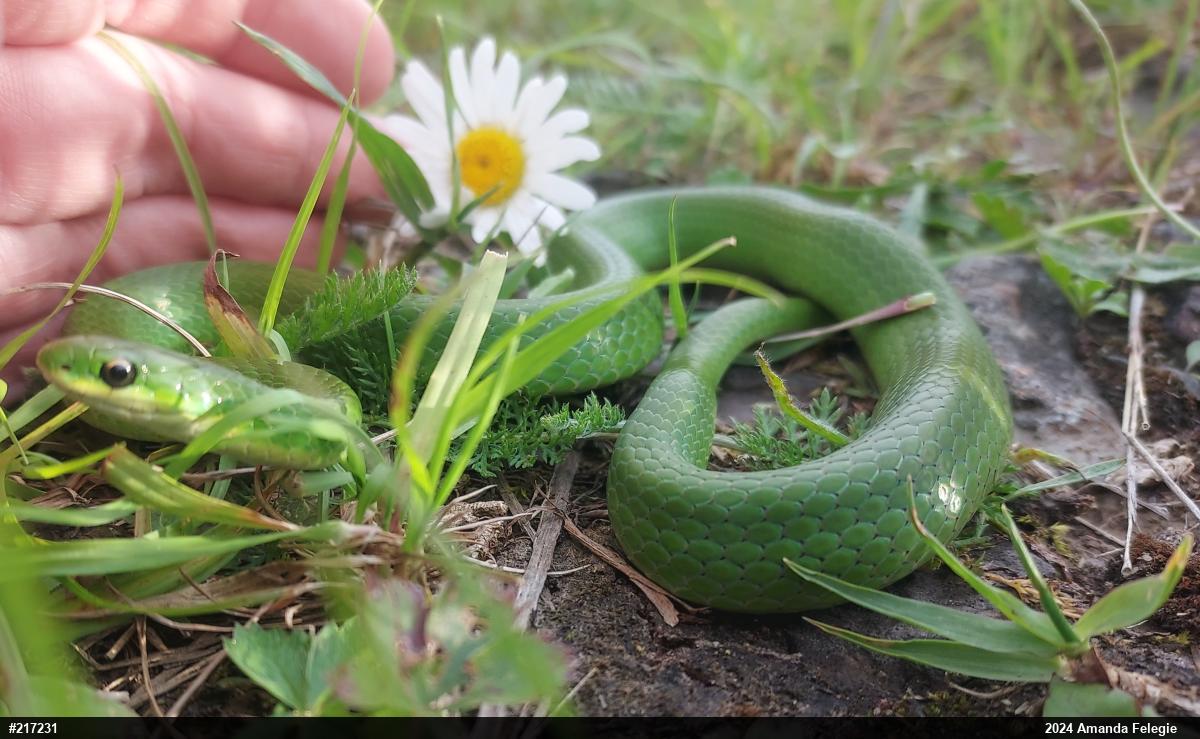 Smooth Greensnake