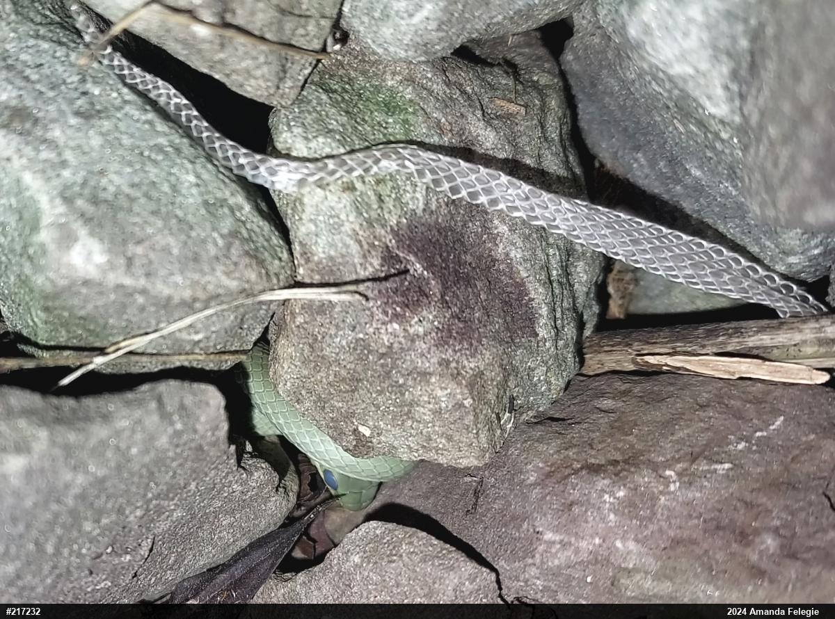 Smooth Greensnake