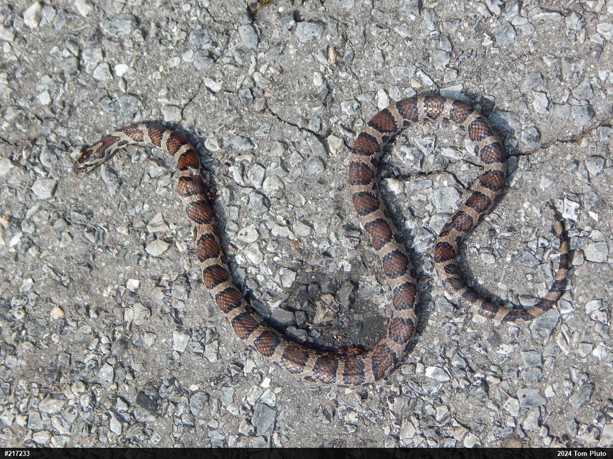 Eastern Milksnake
