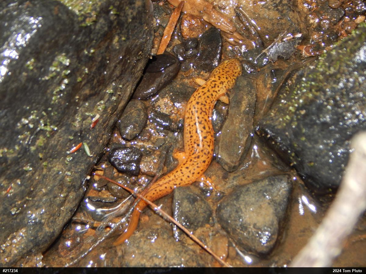 Northern Red Salamander