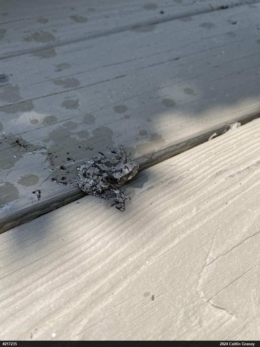 Unknown Gray Treefrog