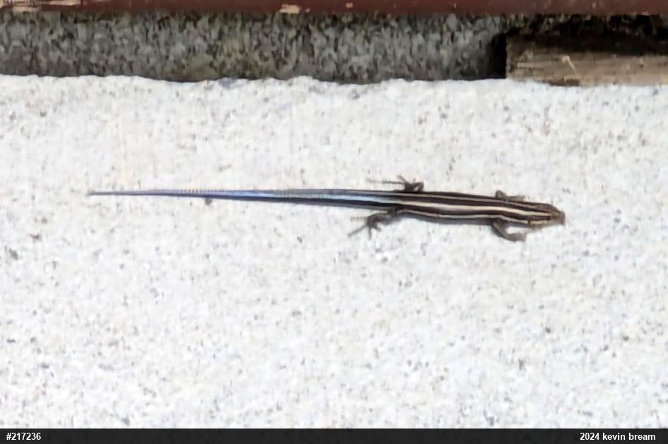 Common Five-lined Skink