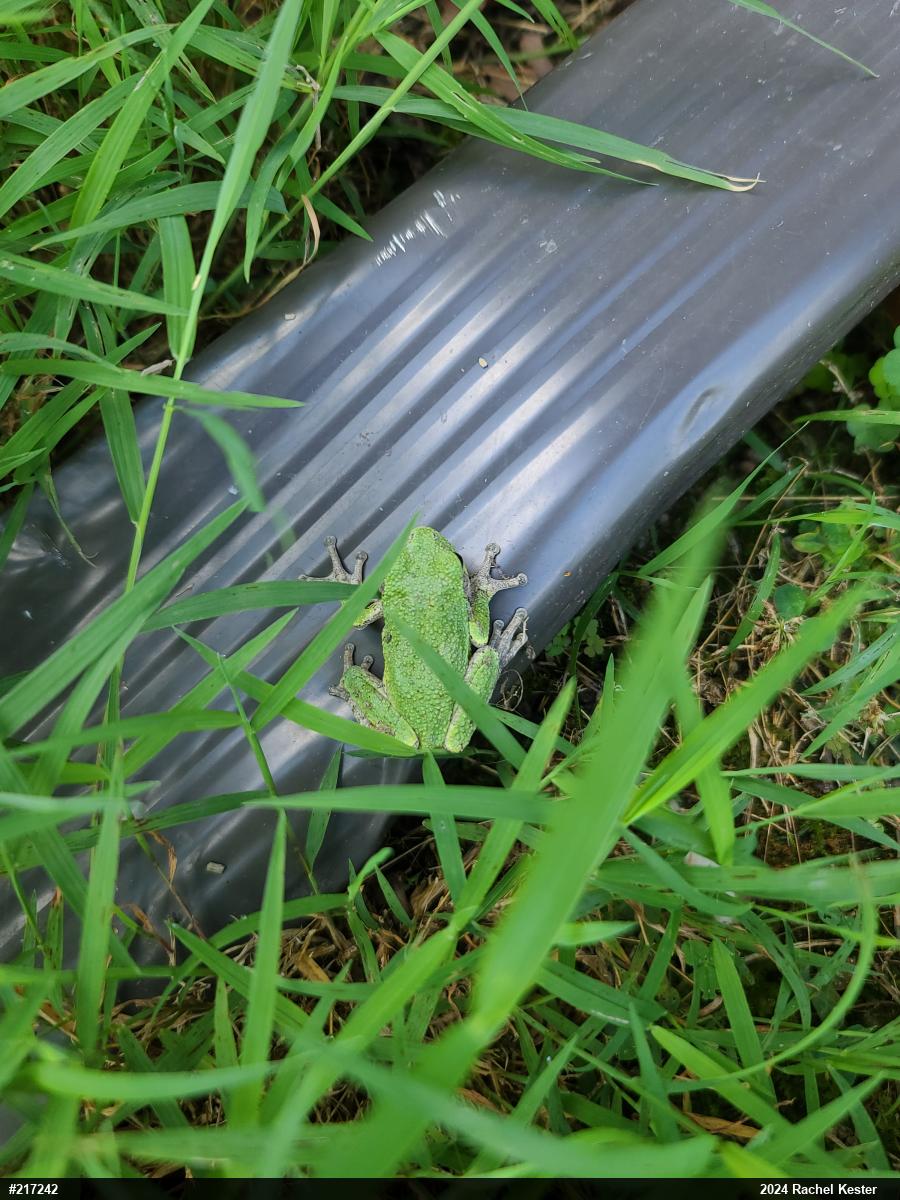 Unknown Gray Treefrog