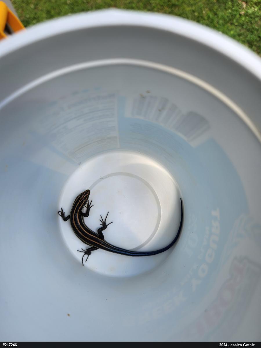 Common Five-lined Skink