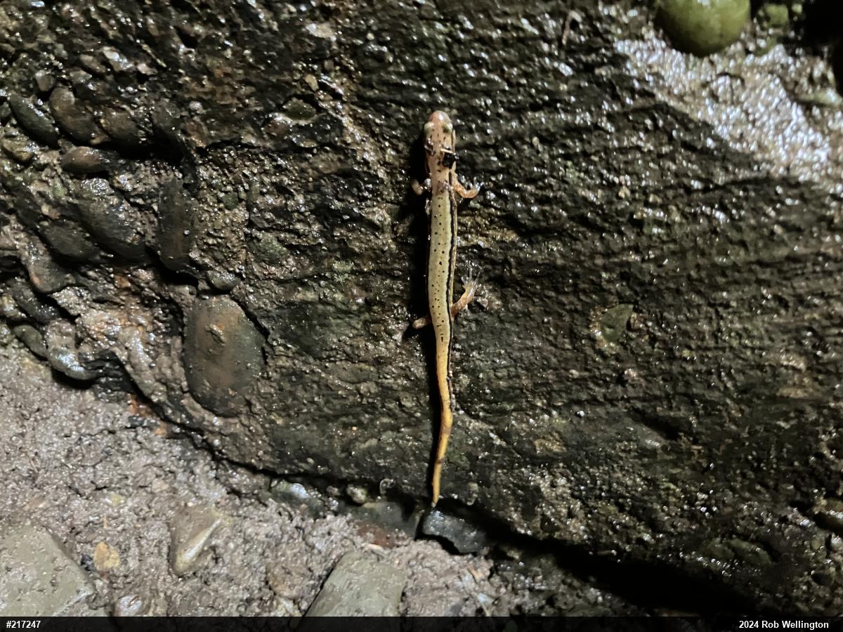 Northern Two-lined Salamander