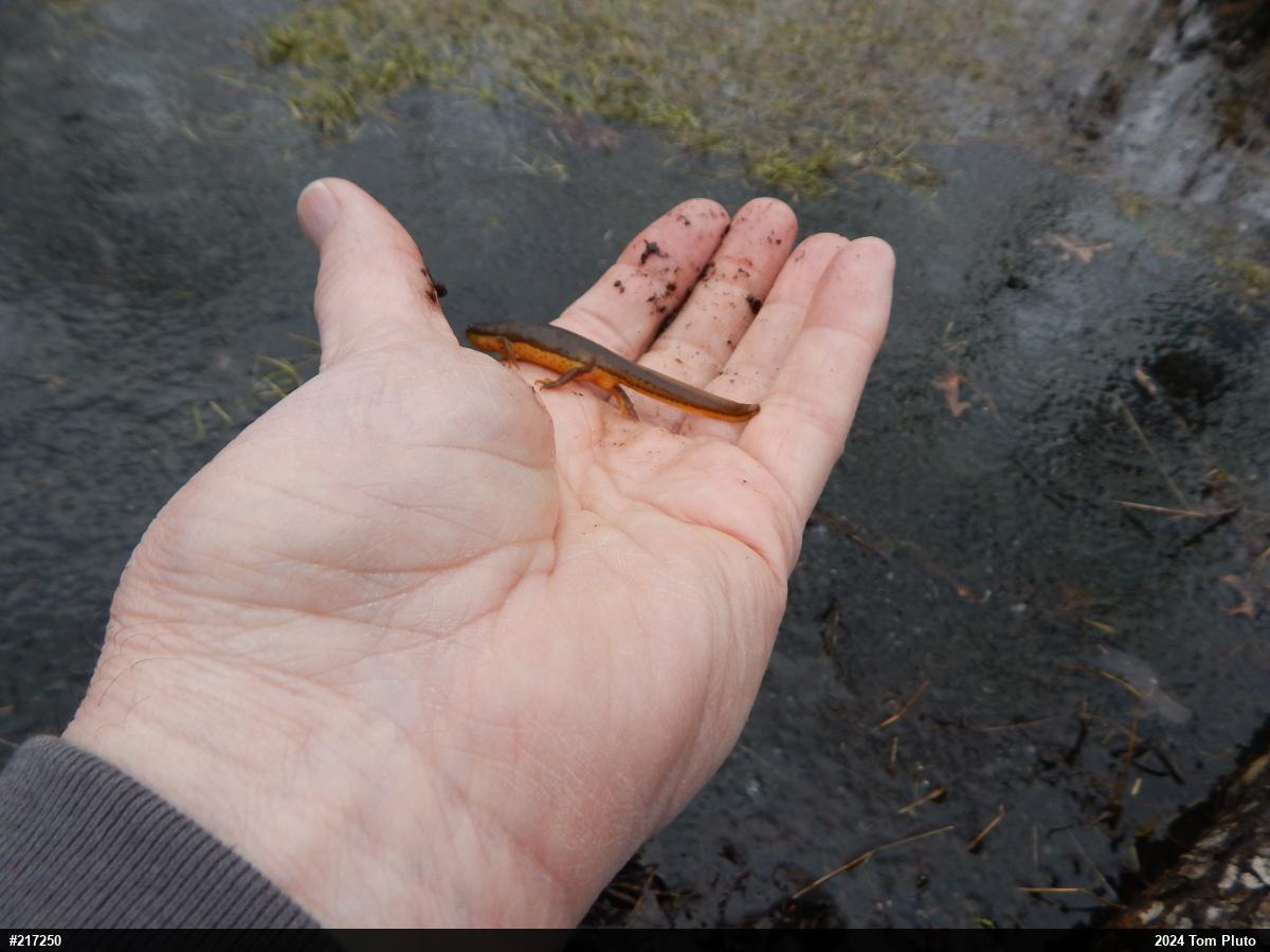 Red-spotted Newt
