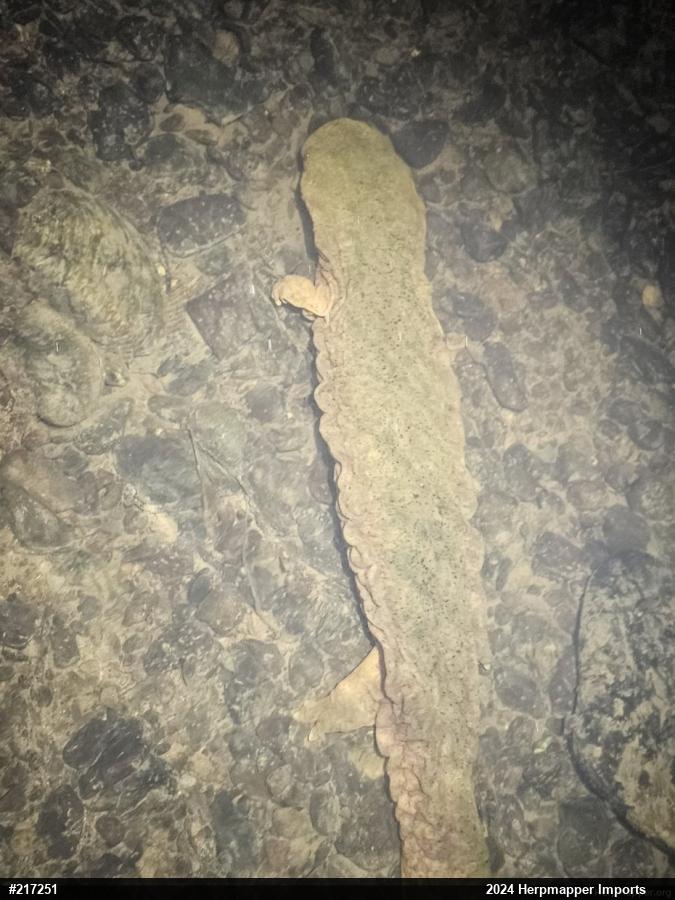 Eastern Hellbender