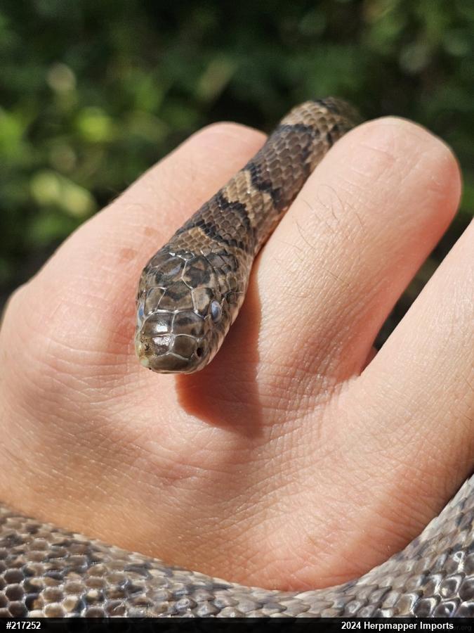 Eastern Milksnake