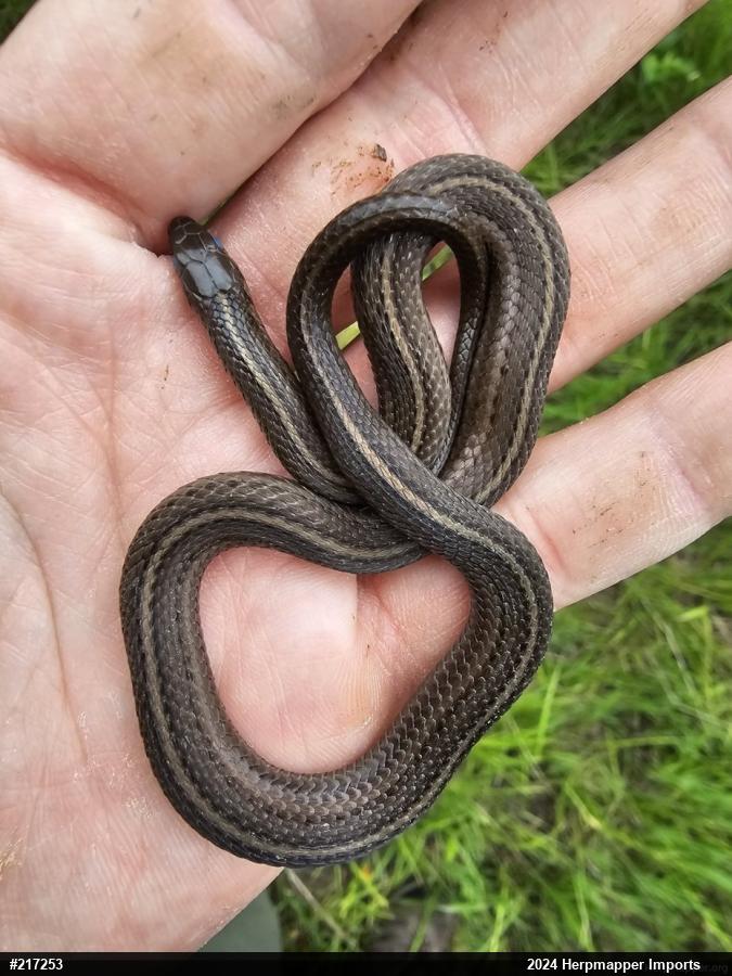 Shorthead Gartersnake