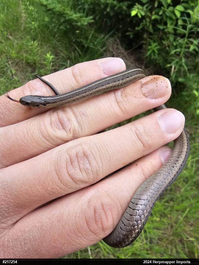 Shorthead Gartersnake