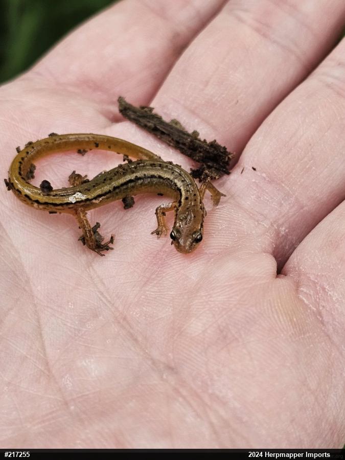 Northern Two-lined Salamander