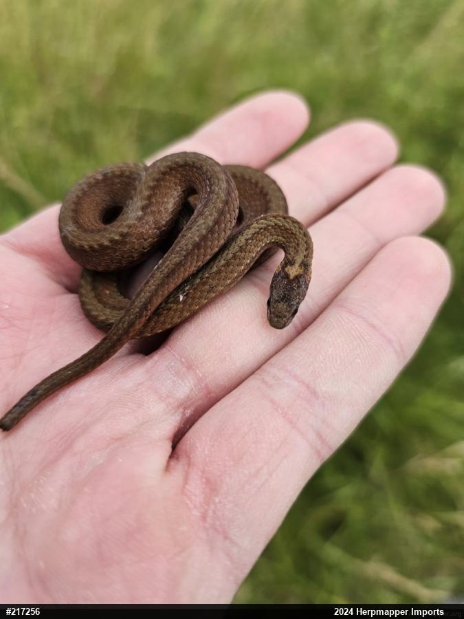 Red-bellied Snake