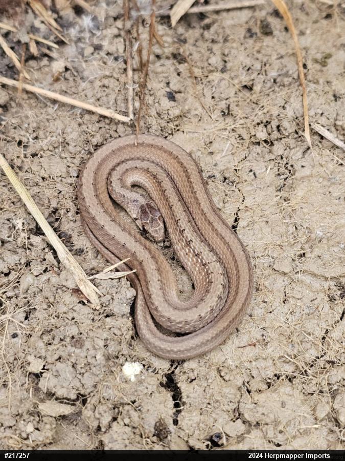 Dekay's Brownsnake