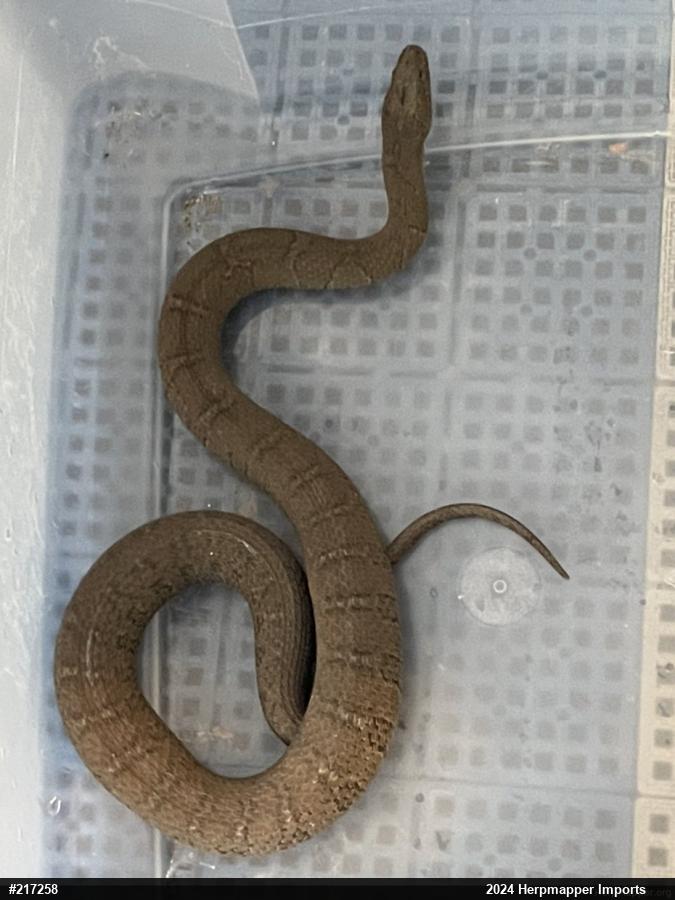 Northern Watersnake