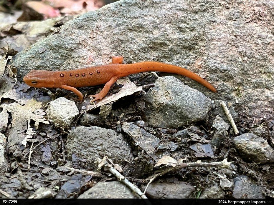 Red-spotted Newt