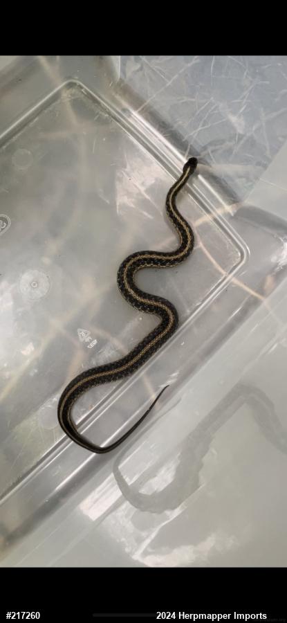 Eastern Gartersnake