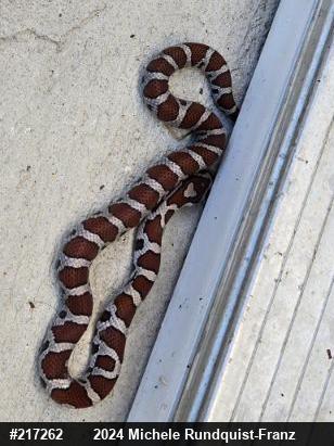 Eastern Milksnake
