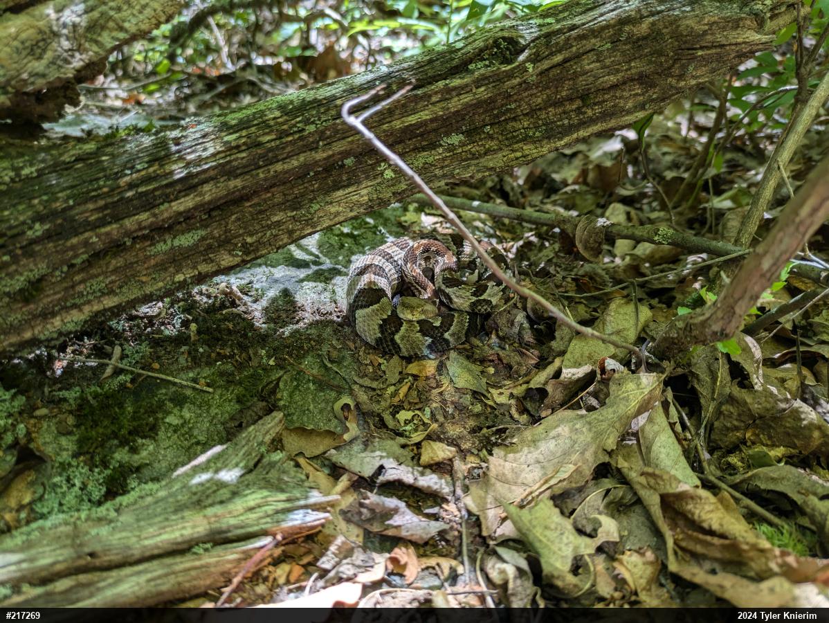 Timber Rattlesnake