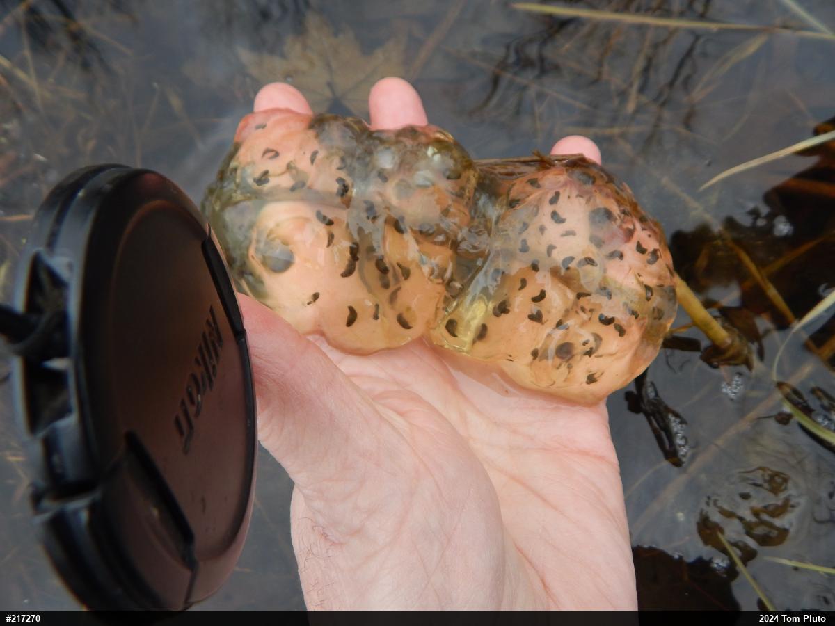 Spotted Salamander