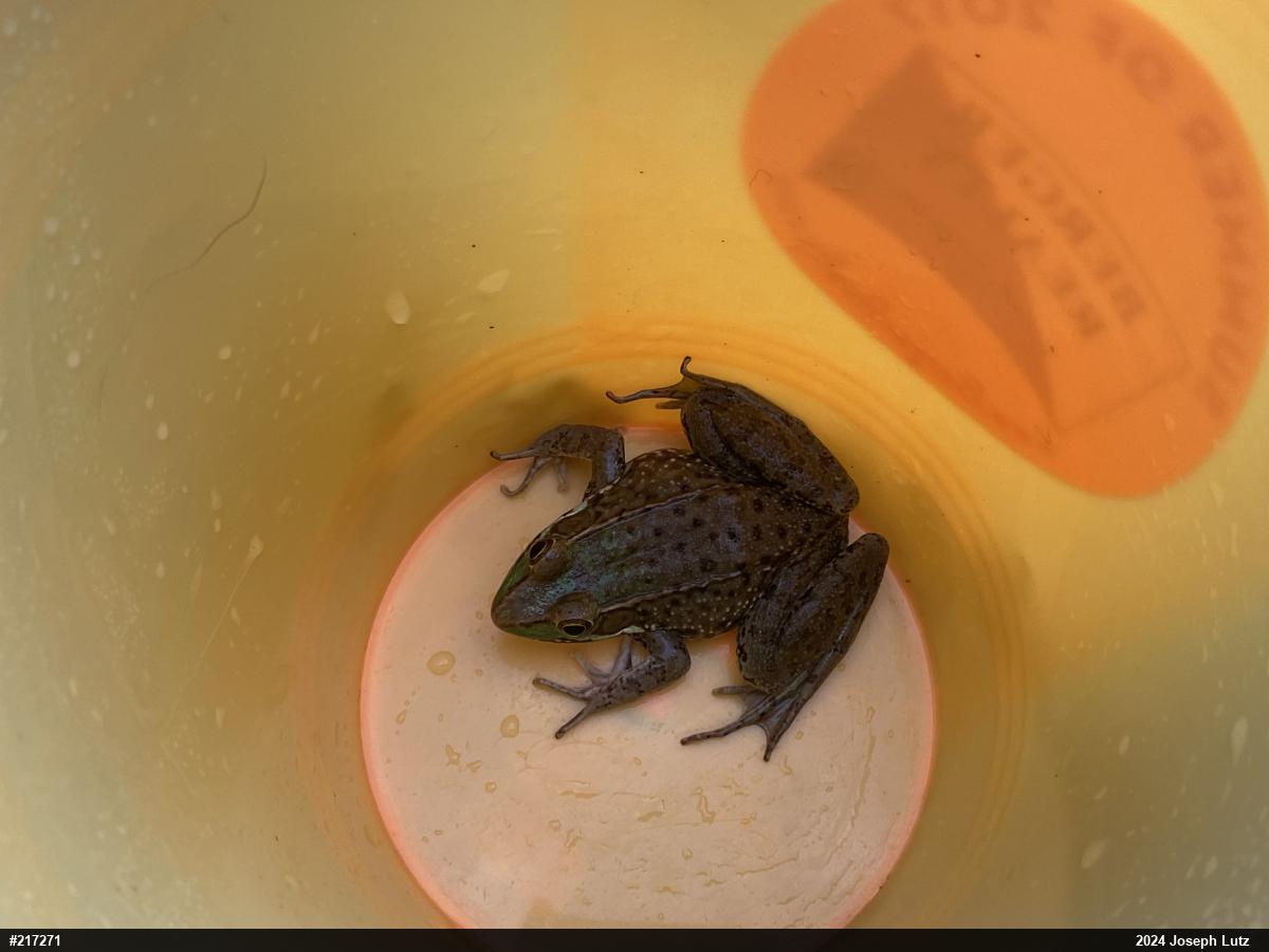 Green Frog