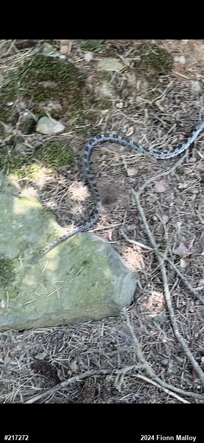 Eastern Ratsnake