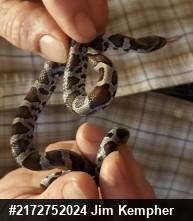 Eastern Milksnake