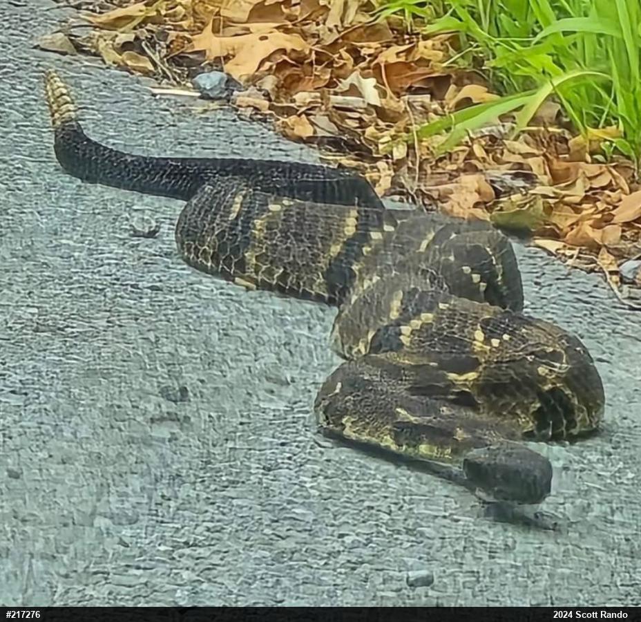 Timber Rattlesnake