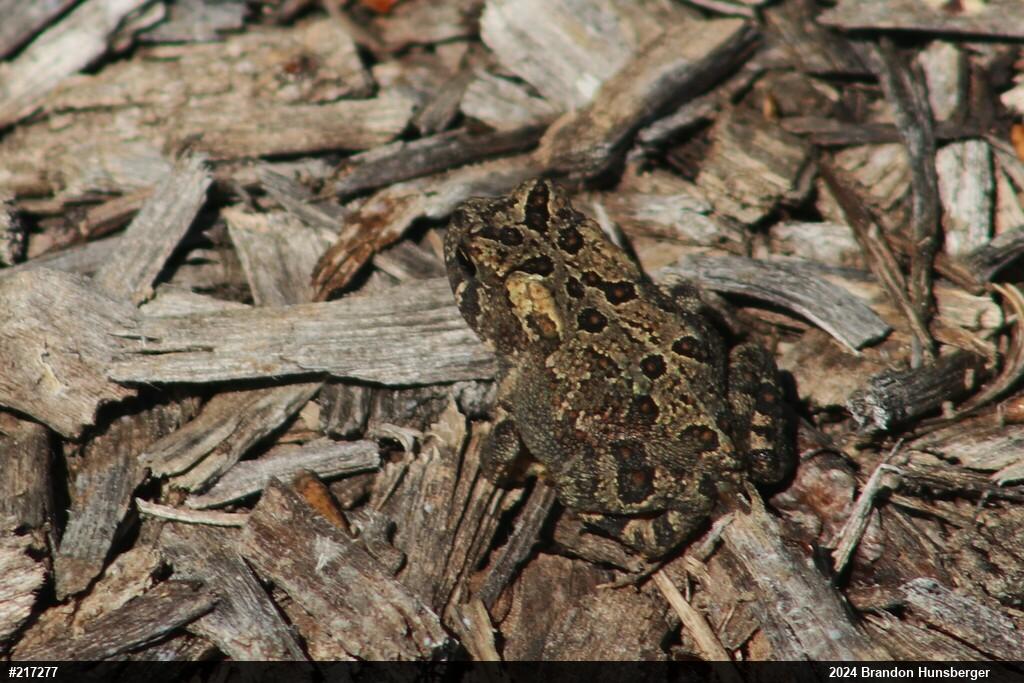 Fowler's Toad