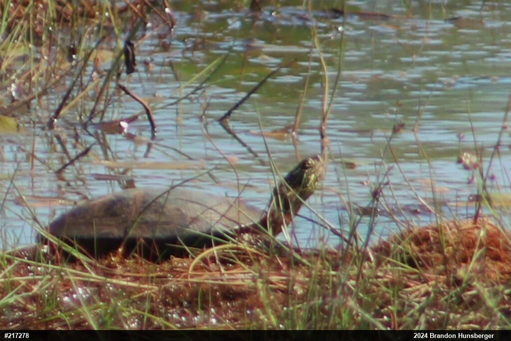 Painted Turtle