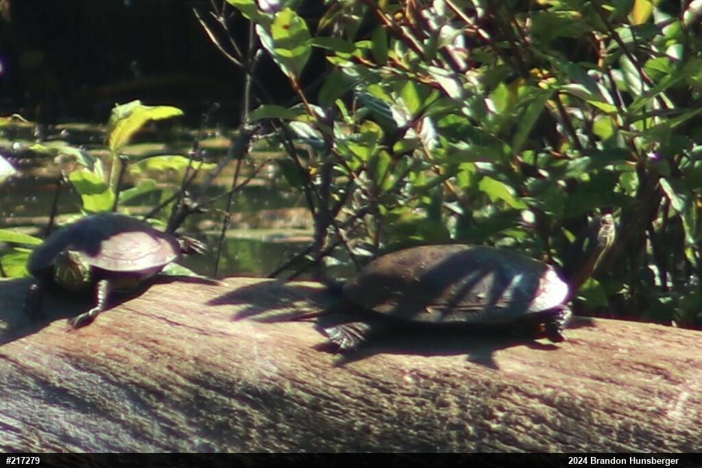 Painted Turtle