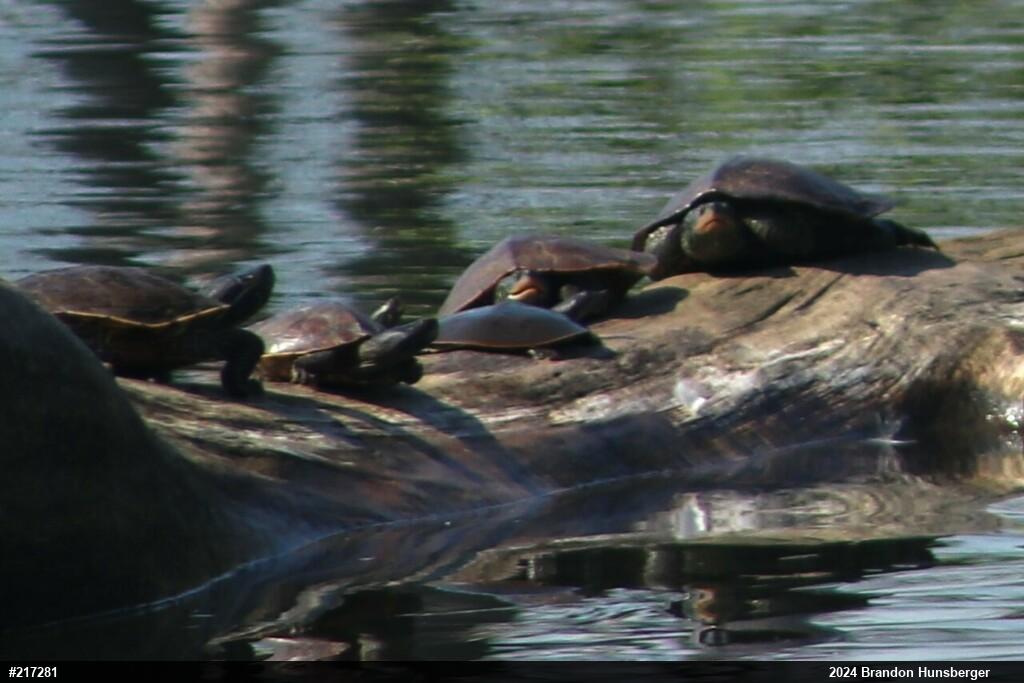 Northern Map Turtle
