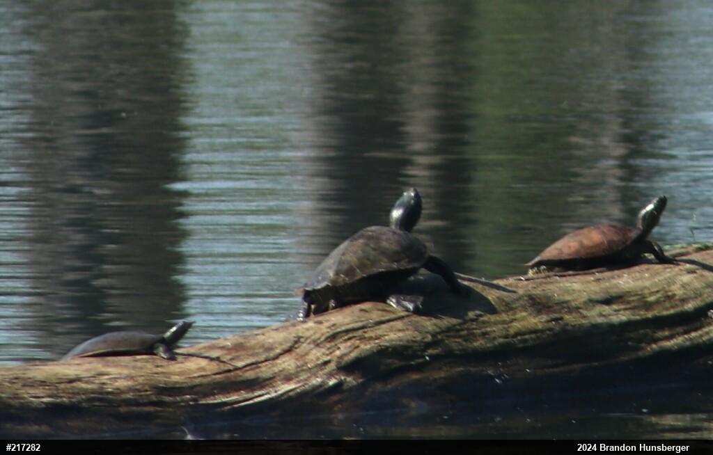 Eastern Spiny Softshell