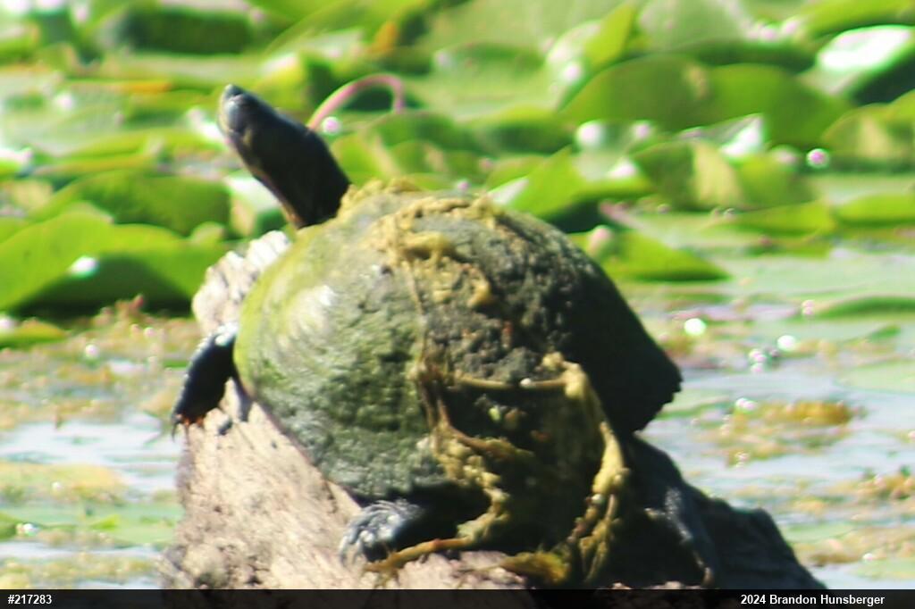 Pond Slider