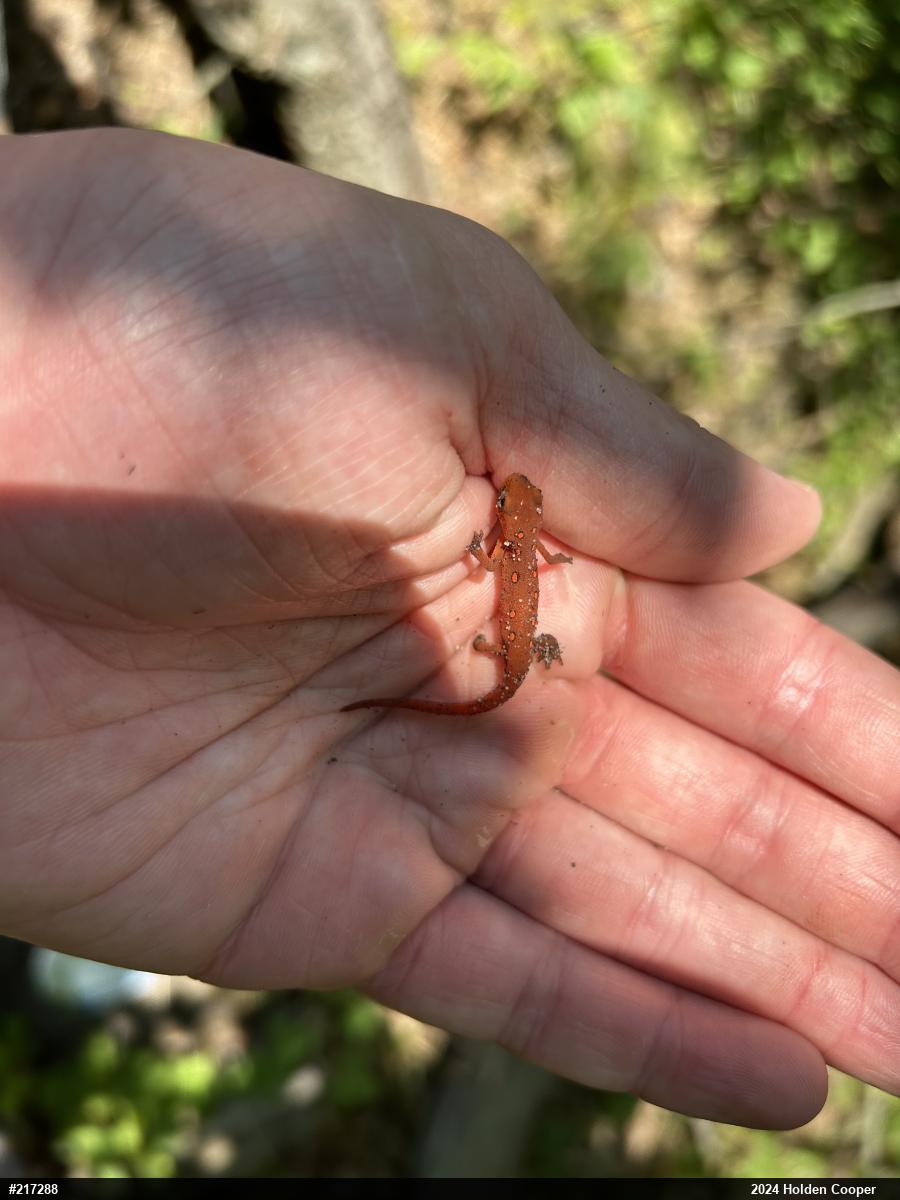 Red-spotted Newt