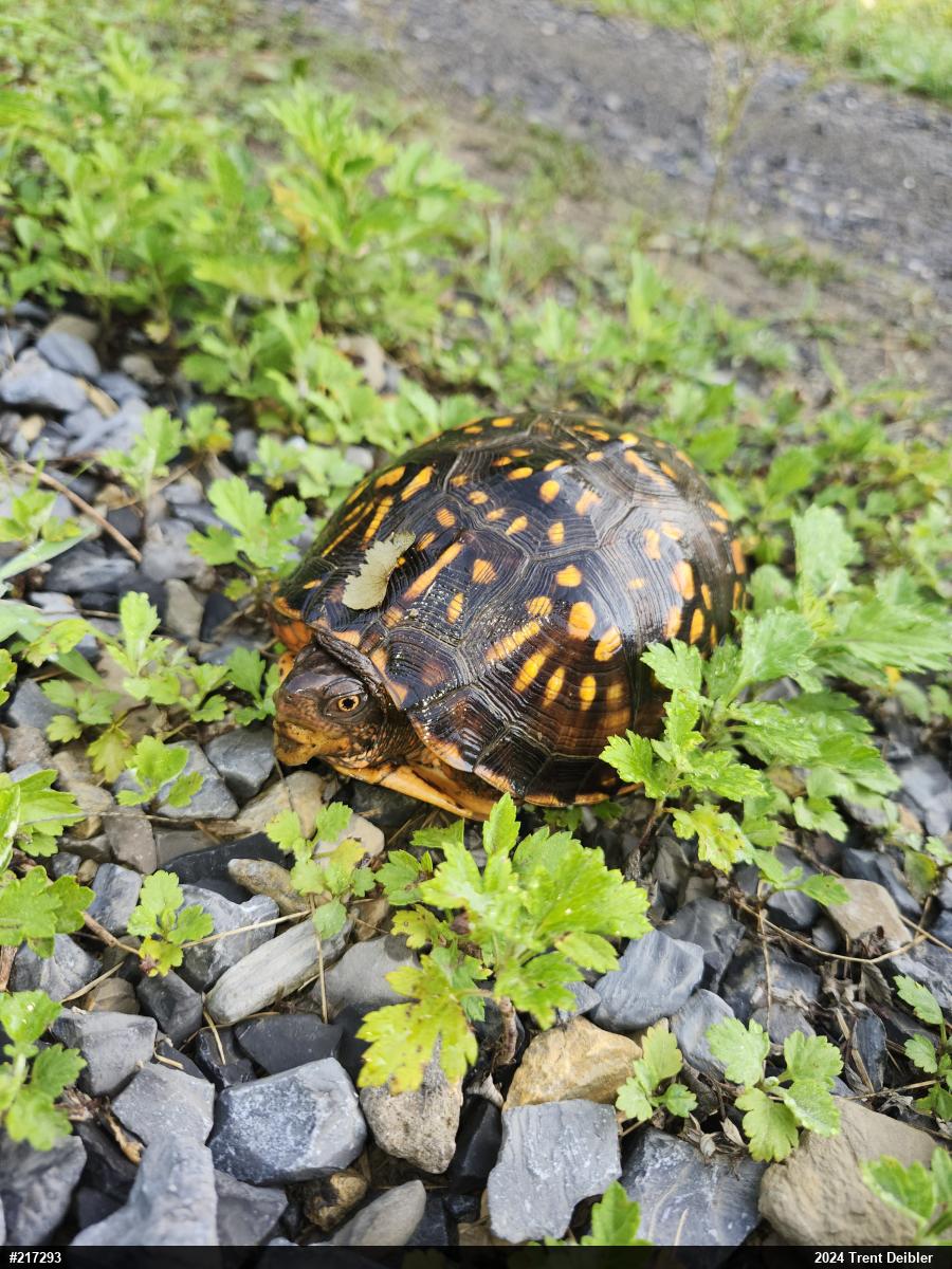 Eastern Box Turtle