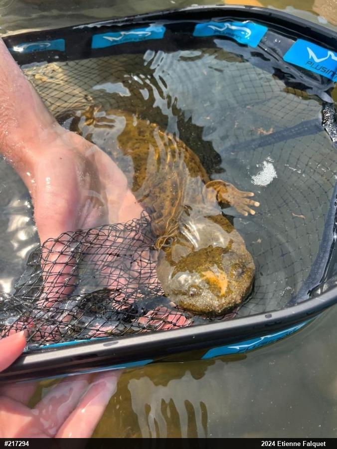 Eastern Hellbender
