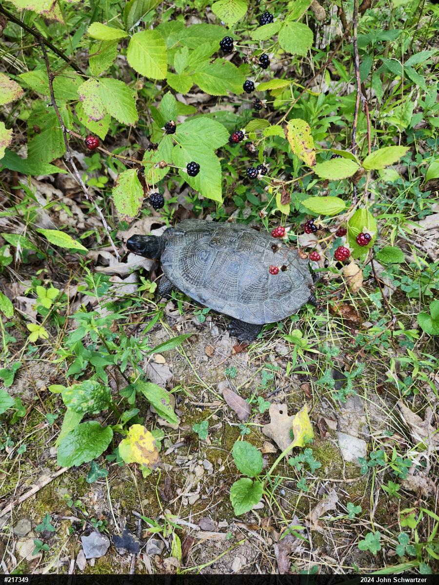 Wood Turtle