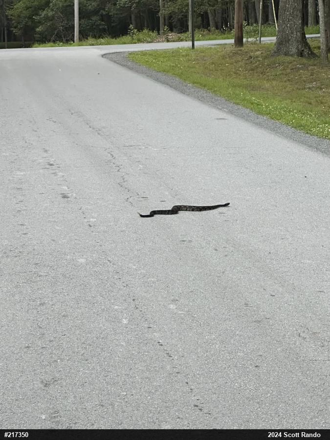 Timber Rattlesnake