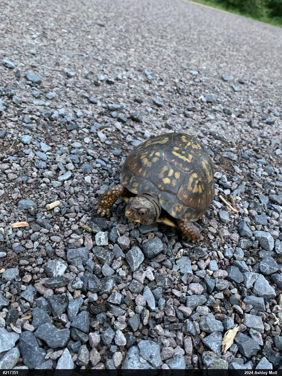 Eastern Box Turtle