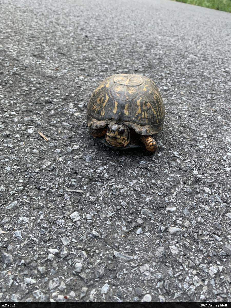 Eastern Box Turtle