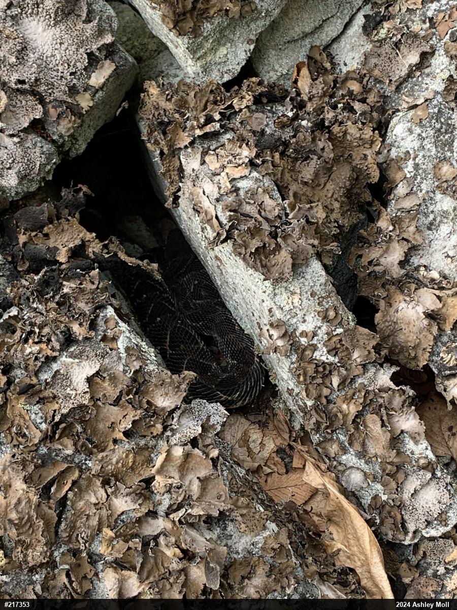 Timber Rattlesnake