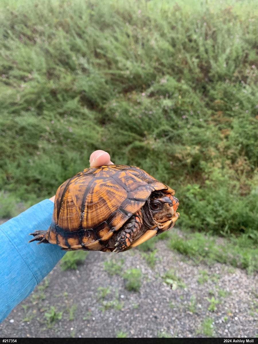 Eastern Box Turtle